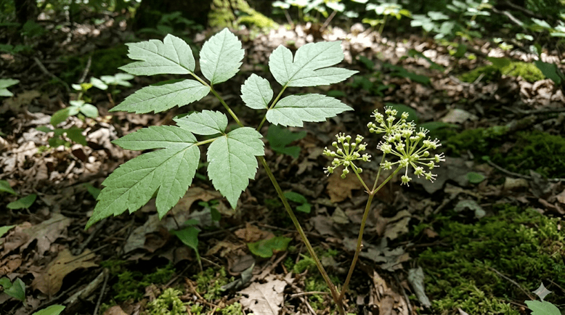 Wild Sarsaparilla